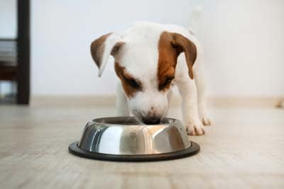 Jack Russell Terrier Puppy eating food out of a silver dog bowl.