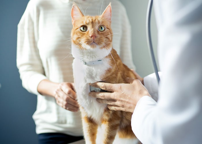 veterinario examinando gato