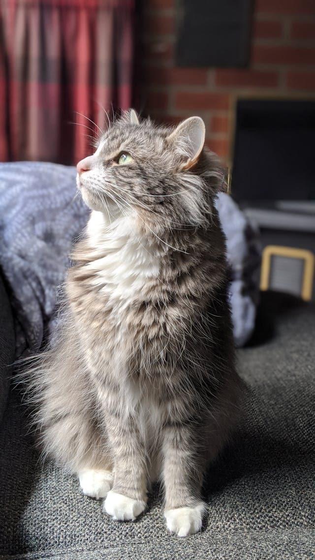 Gato gris sobre un sofá de tela