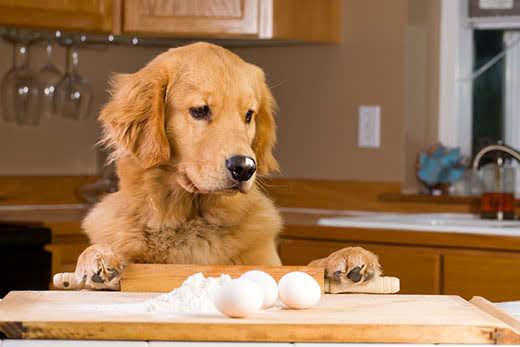 un-golden-retriever-inspecciona-los-huevos-en-la-repisa-de-la-cocina-SW Un golden retriever inspecciona la repisa de la cocina con los utensilios de hornear y los huevos fuera.