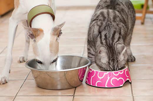 Perro y gato comiendo de sus cuencos en la cocina Un galgo miniatura blanco y un gato con rayas grises comen uno junto al otro en la cocina