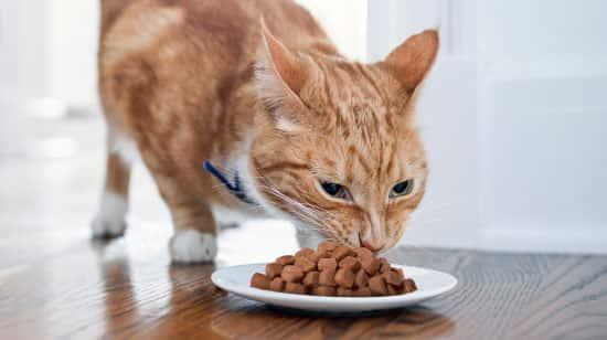 orange-cat-eating-food-from-bowl