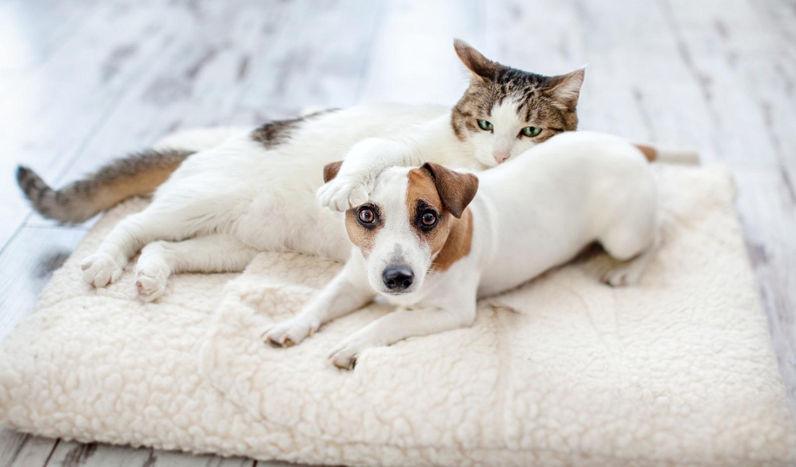 Jack Russell Terrier and cat snuggle on big pet pillow.