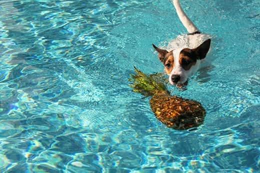 un-jack-russell-terrier-nada-hacia-una-piña-en-una-piscina-SW Un Jack Russell terrier nada hacia una piña en una piscina.