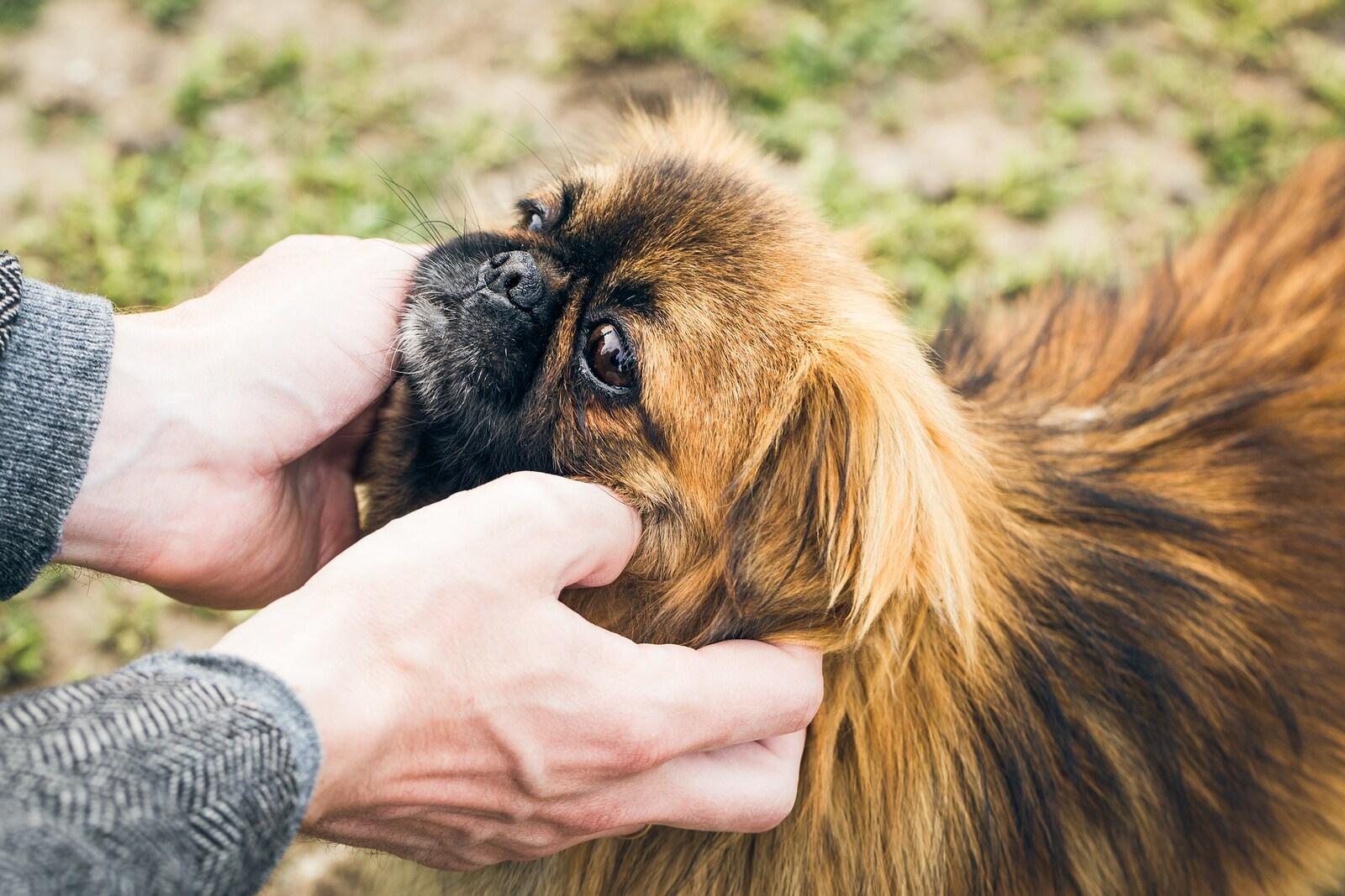 Woman scratches Pekingese head.