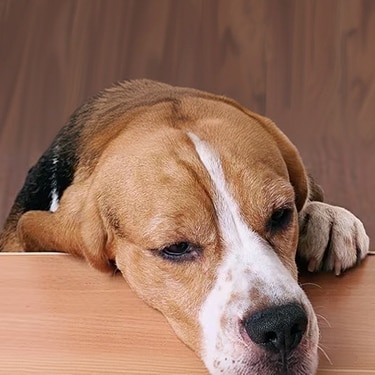 Un beagle que apoya la cabeza y la pata en una mesa mientras mira una golosina.