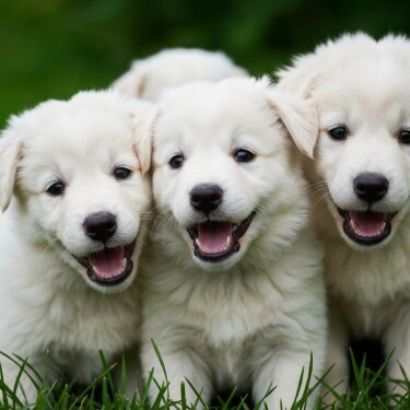 Tres lindos cachorros blancos mirando hacia adelante uno al lado del otro