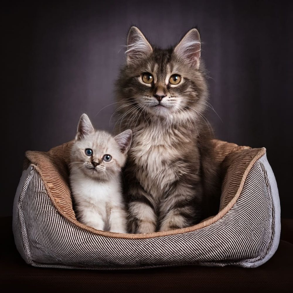 Gata con un gato pequeño en una cama