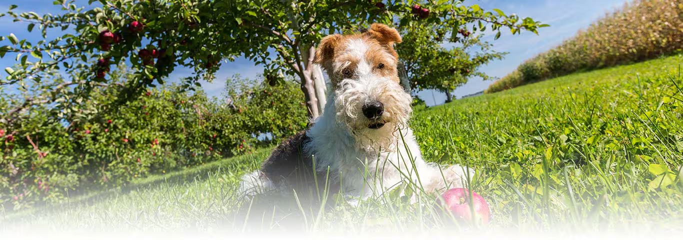 Fotografía de un perro Fox Terrier de pelo duro