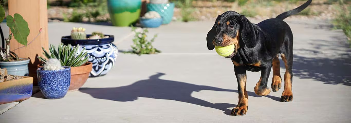 Fotografía de un perro Coonhound negro y fuego