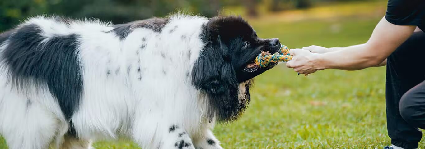 Fotografía de un perro de Terranova