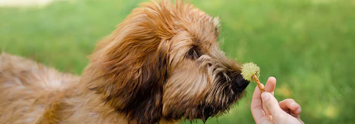Fotografía de un perro de raza Briard