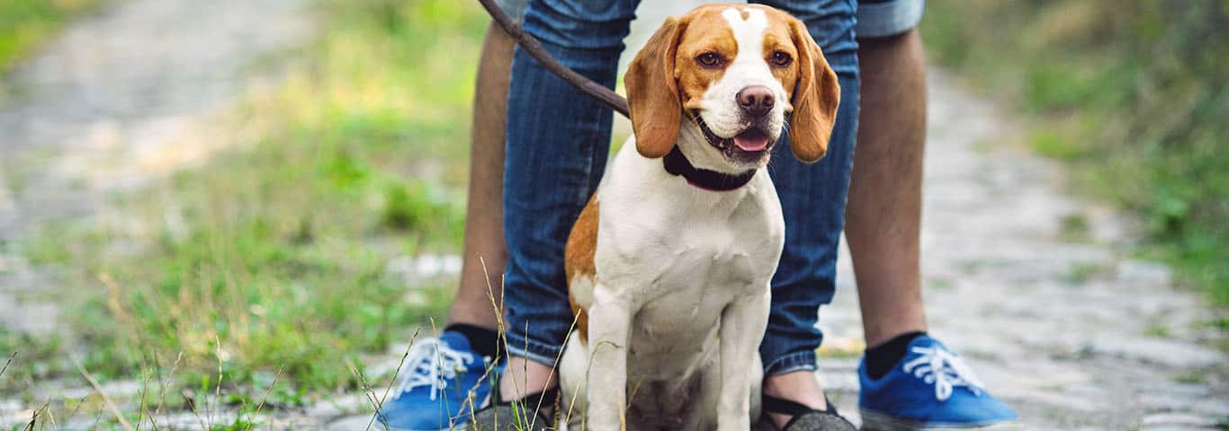 Fotografía de un perro Foxhound inglés