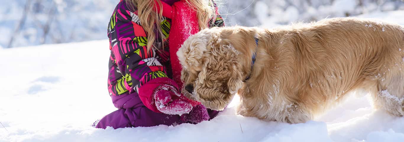 Fotografía de un perro Cocker Spaniel