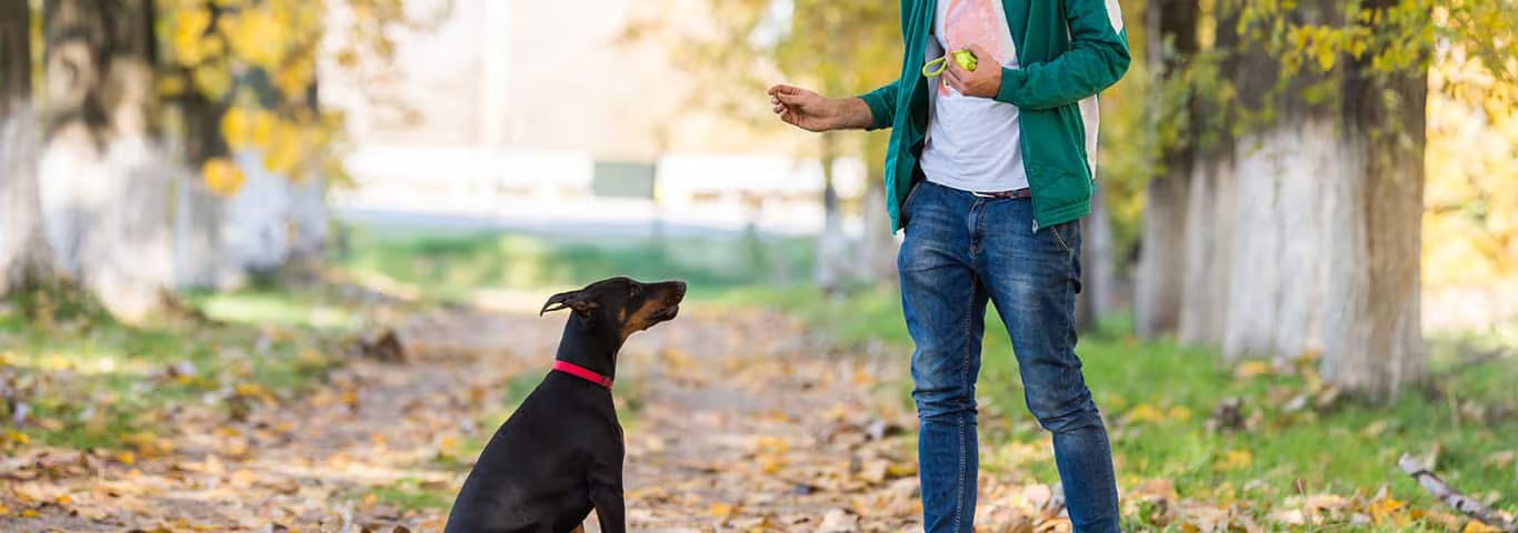 Foto de un perro Doberman