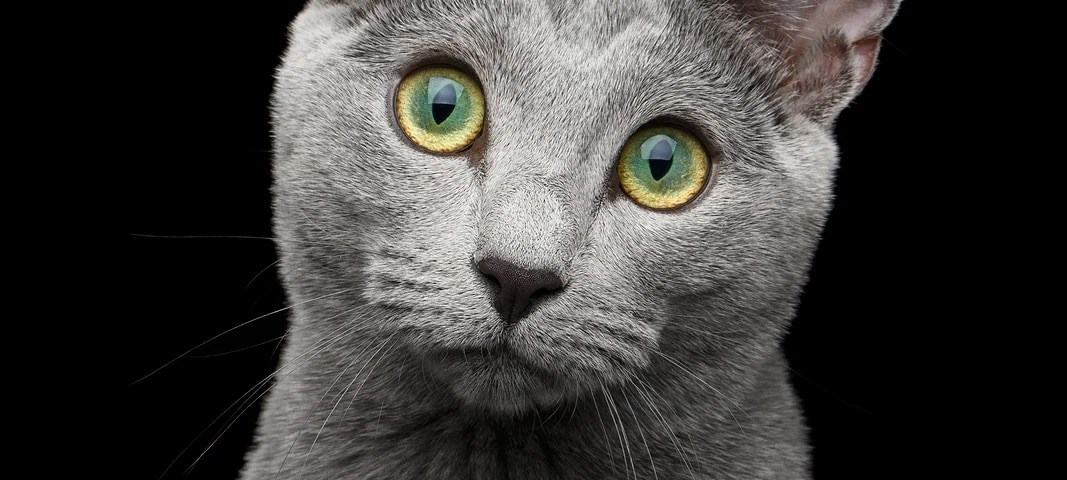 Fotografía de un gato azul ruso