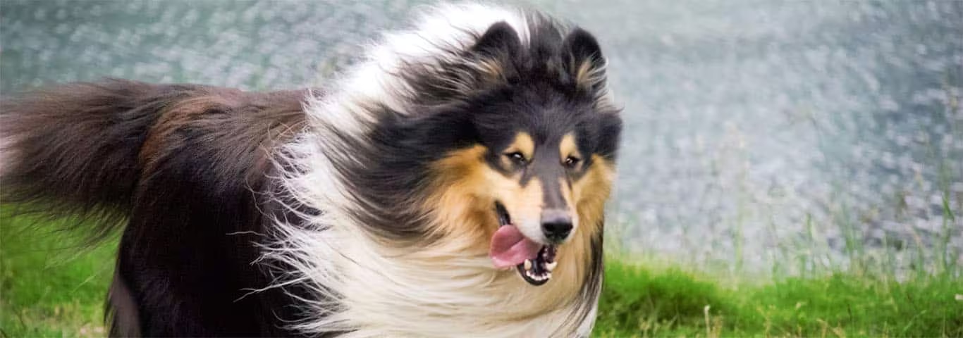 Foto de un perro Collie o Scottish Collie