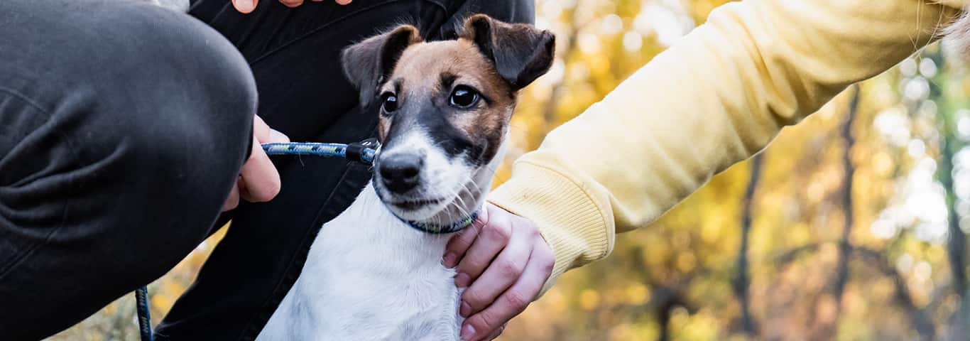 Fotografía de un perro Fox Terrier de pelo liso
