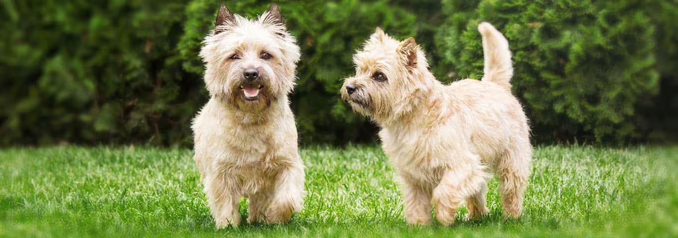 Fotografía de un perro Cairn Terrier
