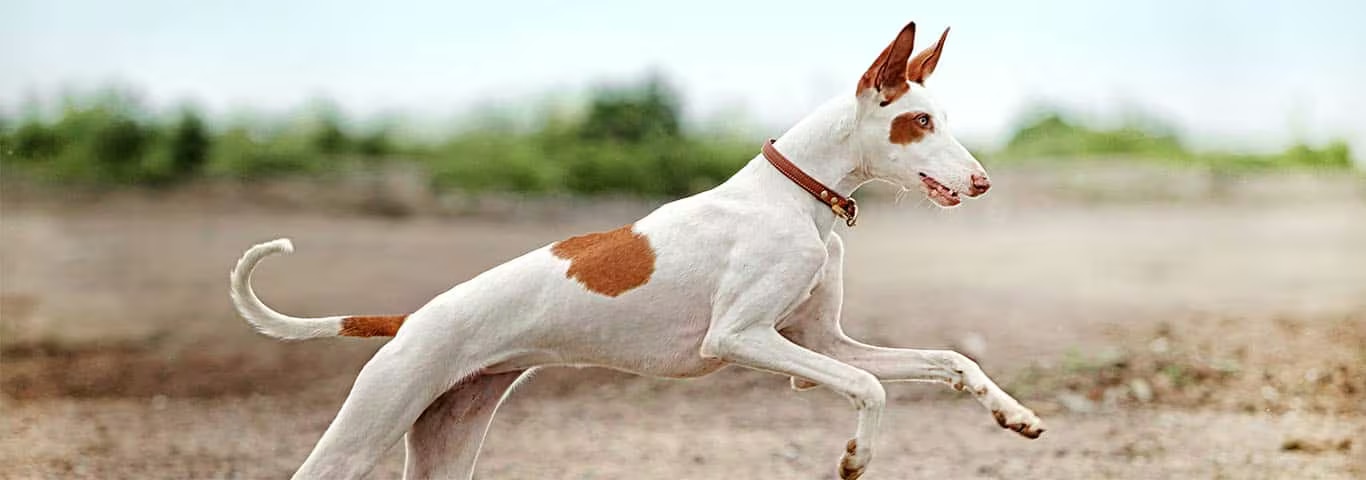 Fotografía de un perro podenco ibicenco