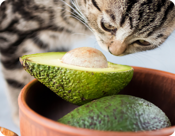 Aguacates en un cuenco