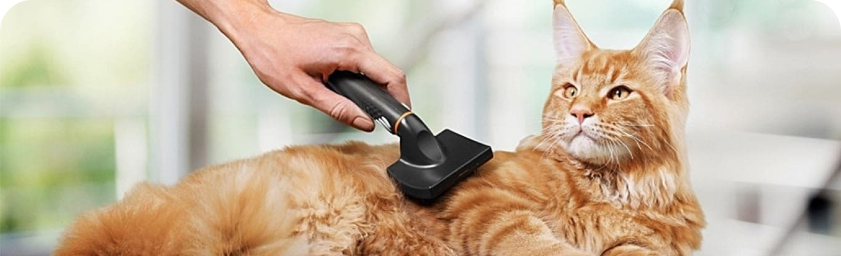 un gato con problemas de bolas de pelo