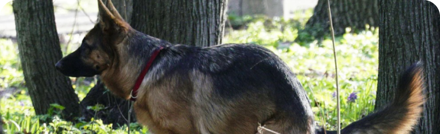 un perro en el exterior