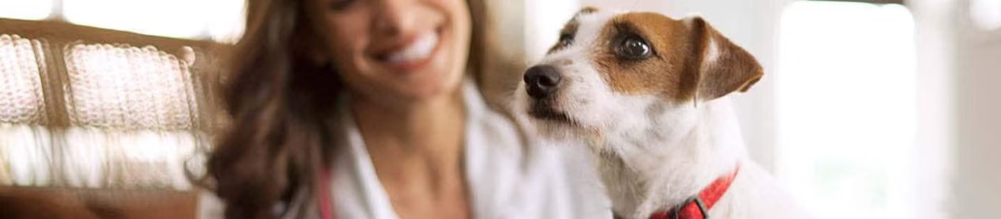 Perro pequeño mirando a su dueña en casa