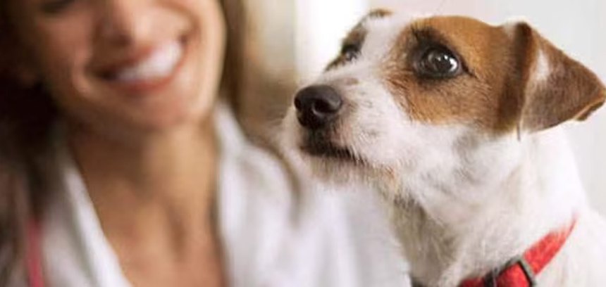 Perro pequeño mirando a su dueña en casa