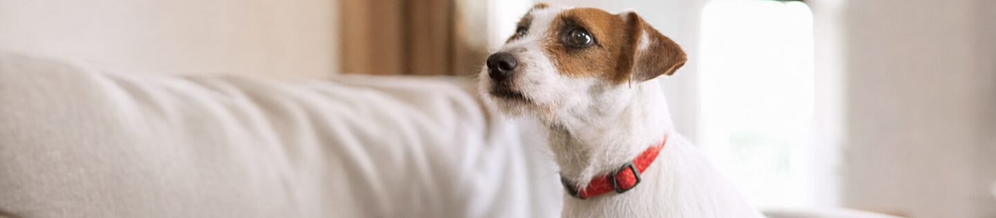 Perro Jack Russell Terrier sentado en una sala luminosa