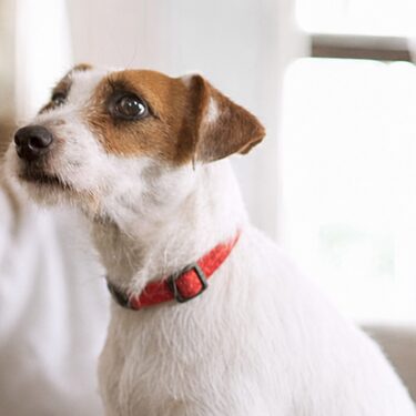 Perro Jack Russell Terrier sentado en una sala luminosa
