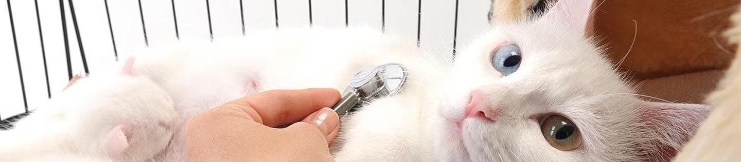 Un gato blanco de ojos de distinto color recibe una revisión con estetoscopio.