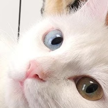Un gato blanco de ojos de distinto color recibe una revisión con estetoscopio.