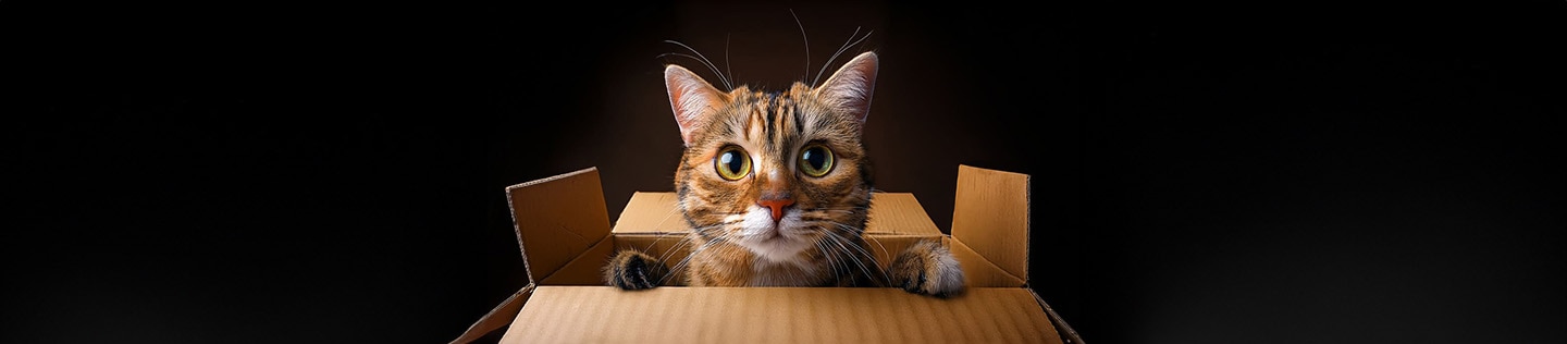Primer plano de un gato atigrado con grandes ojos verdes y nariz rosada, asomando la cabeza y las patas delanteras por el borde de una caja de cartón.