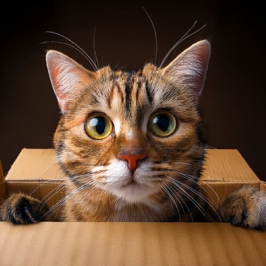 Primer plano de un gato atigrado con grandes ojos verdes y nariz rosada, asomando la cabeza y las patas delanteras por el borde de una caja de cartón.