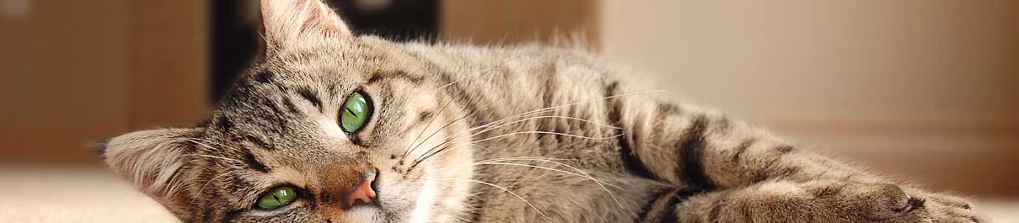 Primer plano de un gato atigrado de ojos verdes mirando a la cámara