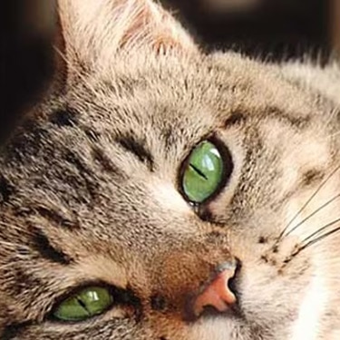 Primer plano de un gato atigrado de ojos verdes mirando a la cámara