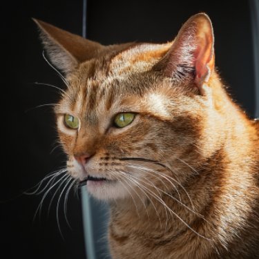 Vitaminas para Gatos Hill’s Pet Perú