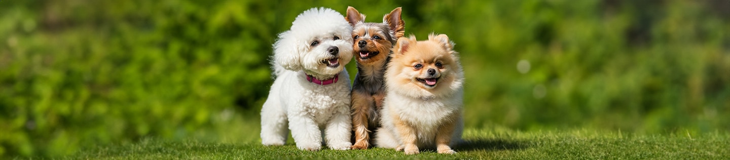 Tres perros pequeños y felices (un caniche blanco, un Yorkshire terrier y un pomerania) sentados juntos sobre un césped verde.