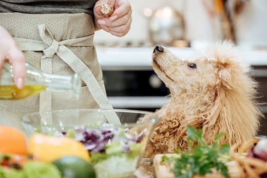 Primer plano de una persona preparando ensalada en una cocina, mientras un perro caniche de color claro lo observa atentamente.