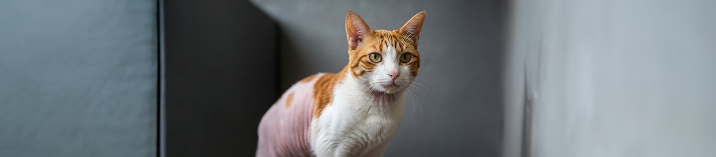 Gato naranja y blanco con evidente pérdida de pelo en el lomo.