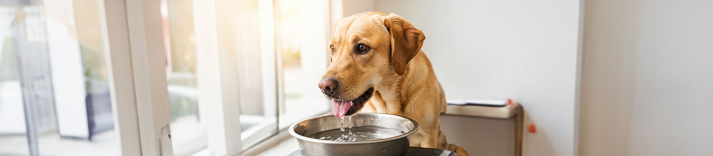 Perro tomando agua