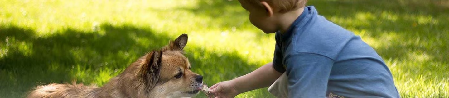 Un niño dándole un premio a un perro pequeño recostado en el césped, ilustrando la importancia del cuidado y la alimentación en perros diabéticos.