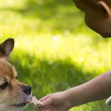 Un niño dándole un premio a un perro pequeño recostado en el césped, ilustrando la importancia del cuidado y la alimentación en perros diabéticos.