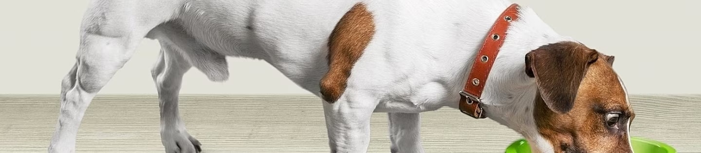 Un cachorro con malestar estomacal, representando la diarrea causada por el cambio brusco de alimento.