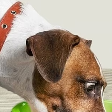 Un cachorro con malestar estomacal, representando la diarrea causada por el cambio brusco de alimento.
