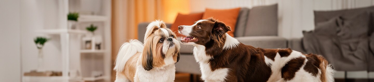 Un perro Shih Tzu y un Border Collie marrón y blanco mirándose fijamente en una sala de estar.