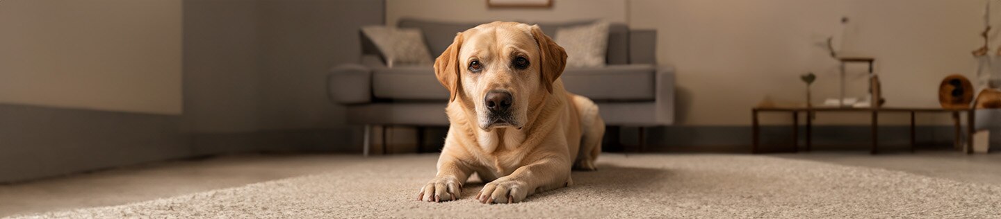 Tres perros de color canela corriendo por un sendero de tierra rodeado de hierba alta; uno destaca en primer plano de frente con expresión alegre, mientras otro lo espera de espaldas.