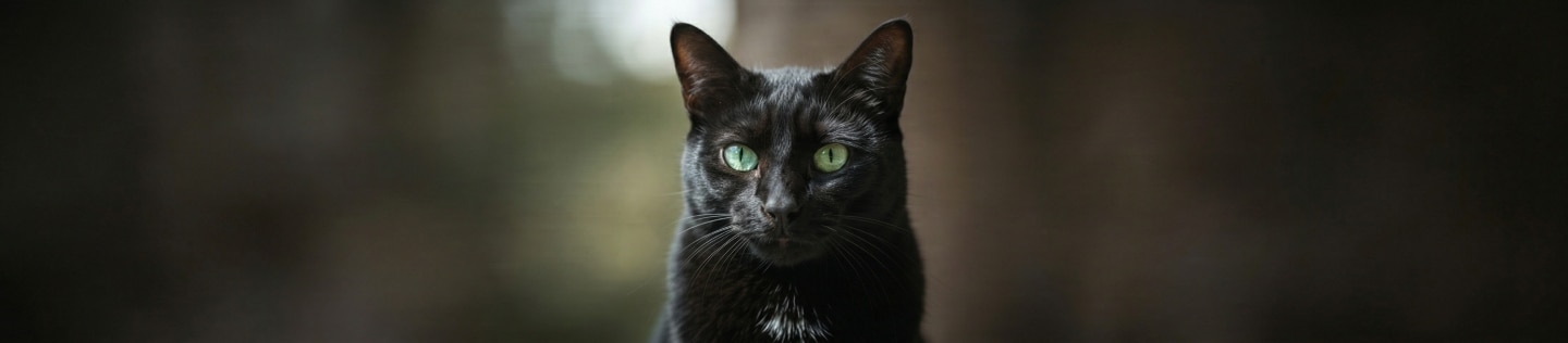 Retrato de un gato negro con ojos verdes brillantes mirando directamente a la cámara sobre un fondo oscuro y desenfocado.