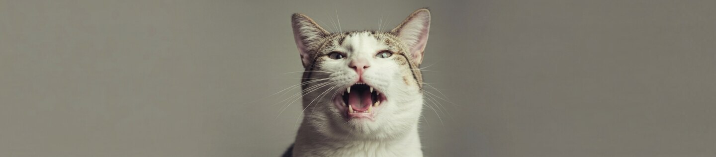 Primer plano de un gato de pelaje blanco y gris con la boca abierta, mostrando los colmillos y la lengua sobre un fondo neutro.